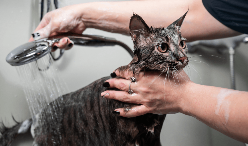 CAT GROOMING
